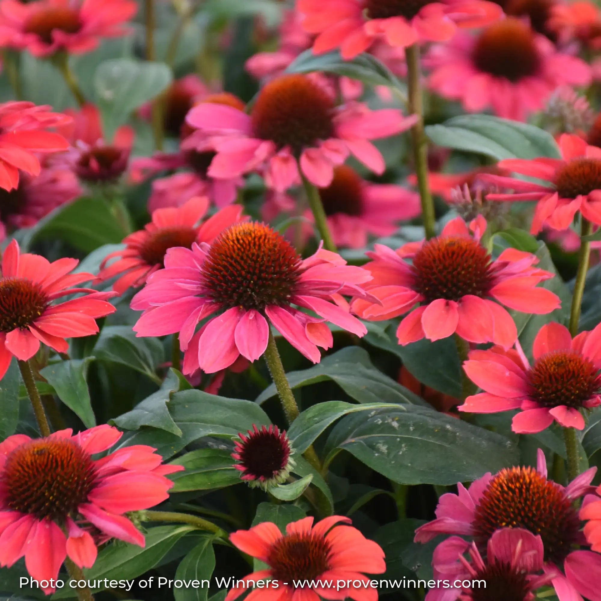 Bright Pink Echinacea in garden