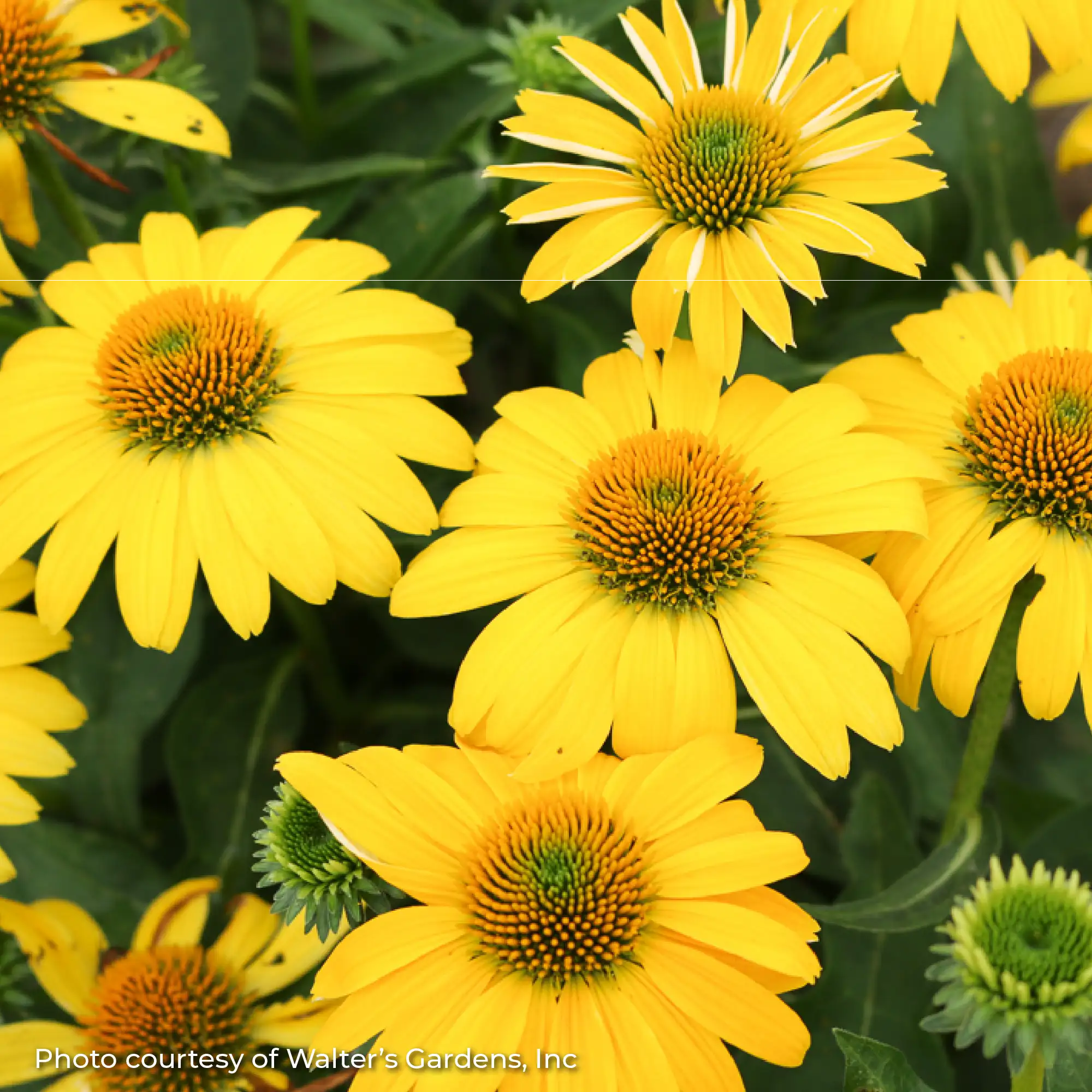 Close-up of bright yellow coneflower 