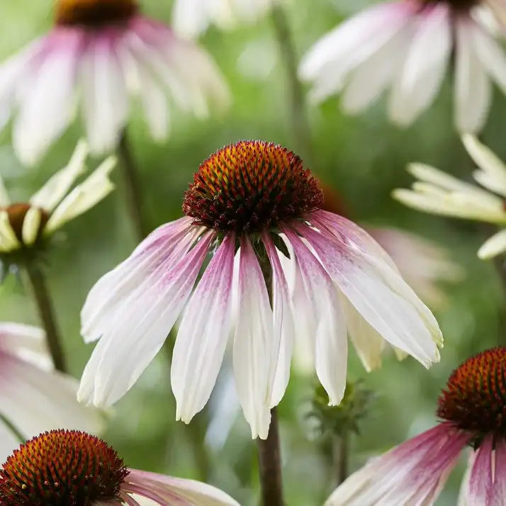 Coneflower 'Pretty Parasols'