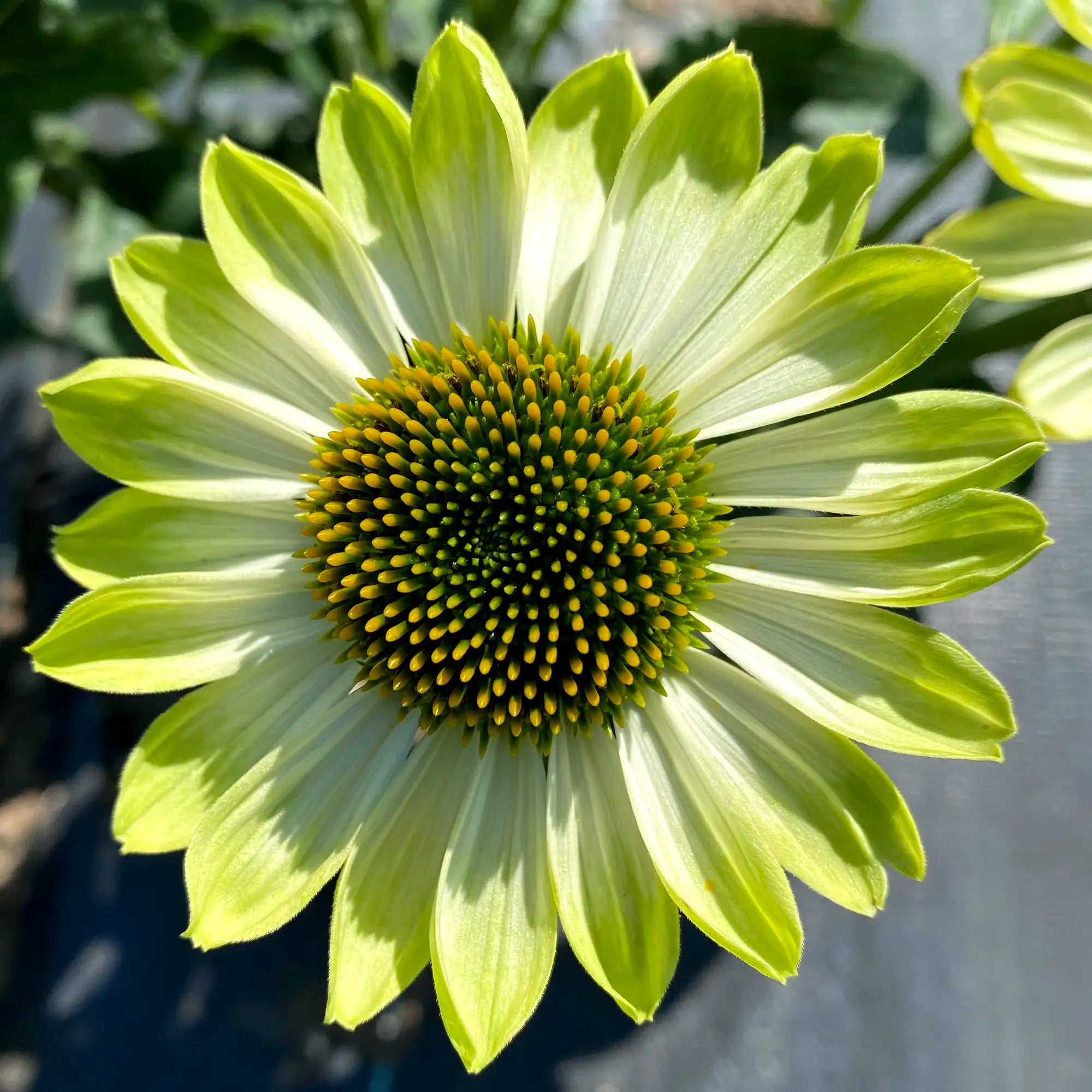 Coneflower Prima™ 'Lime'