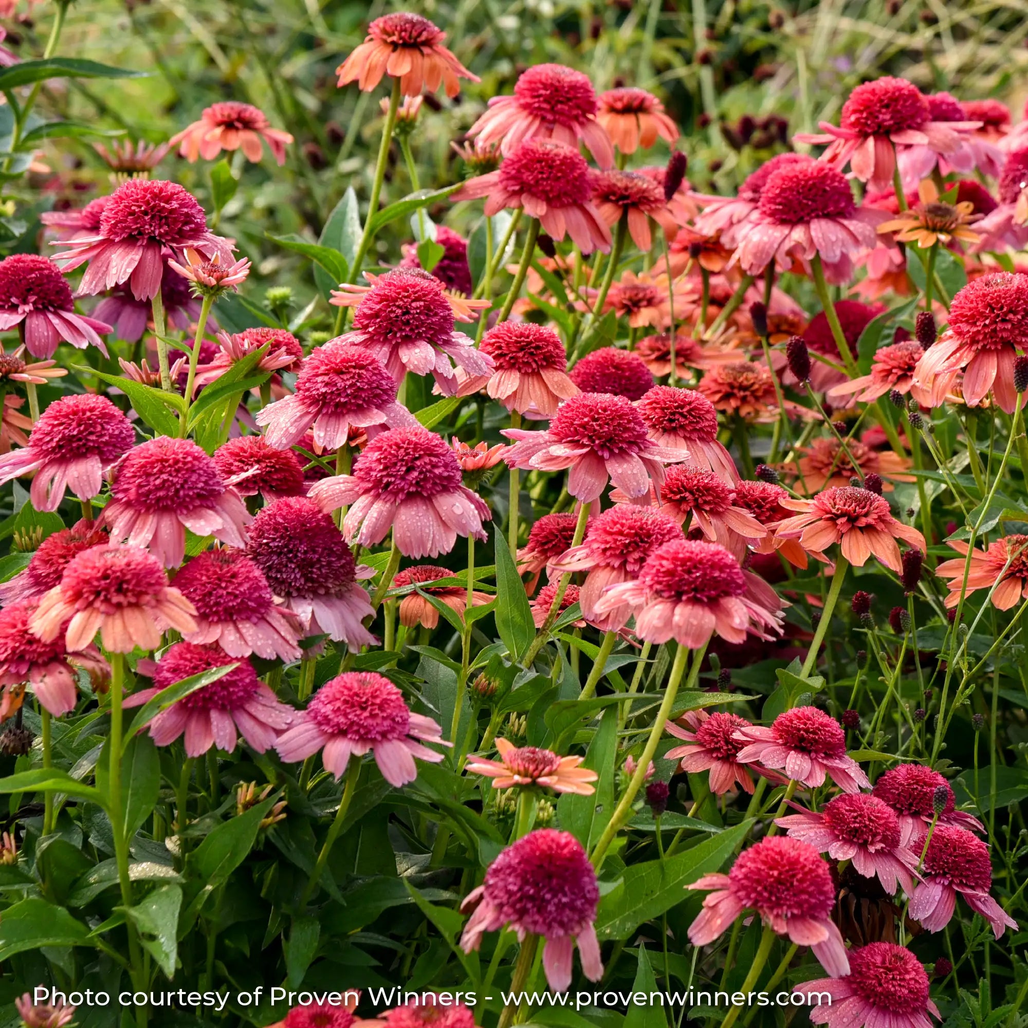 Pink Echinacea in garden