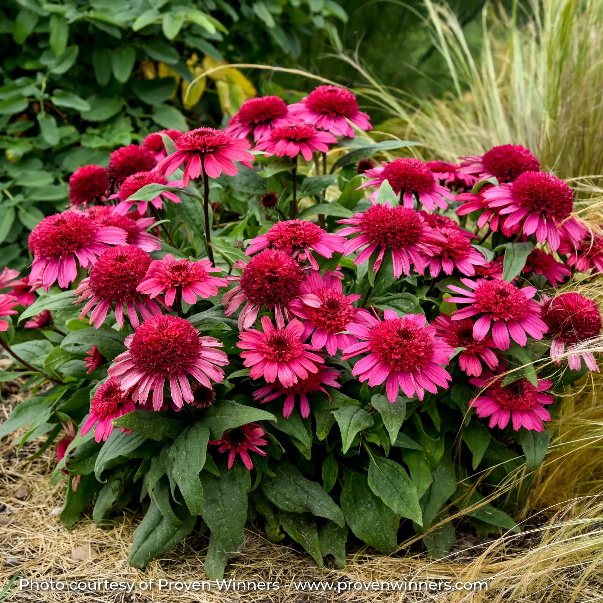 Double hot pink echinacea planted in garden