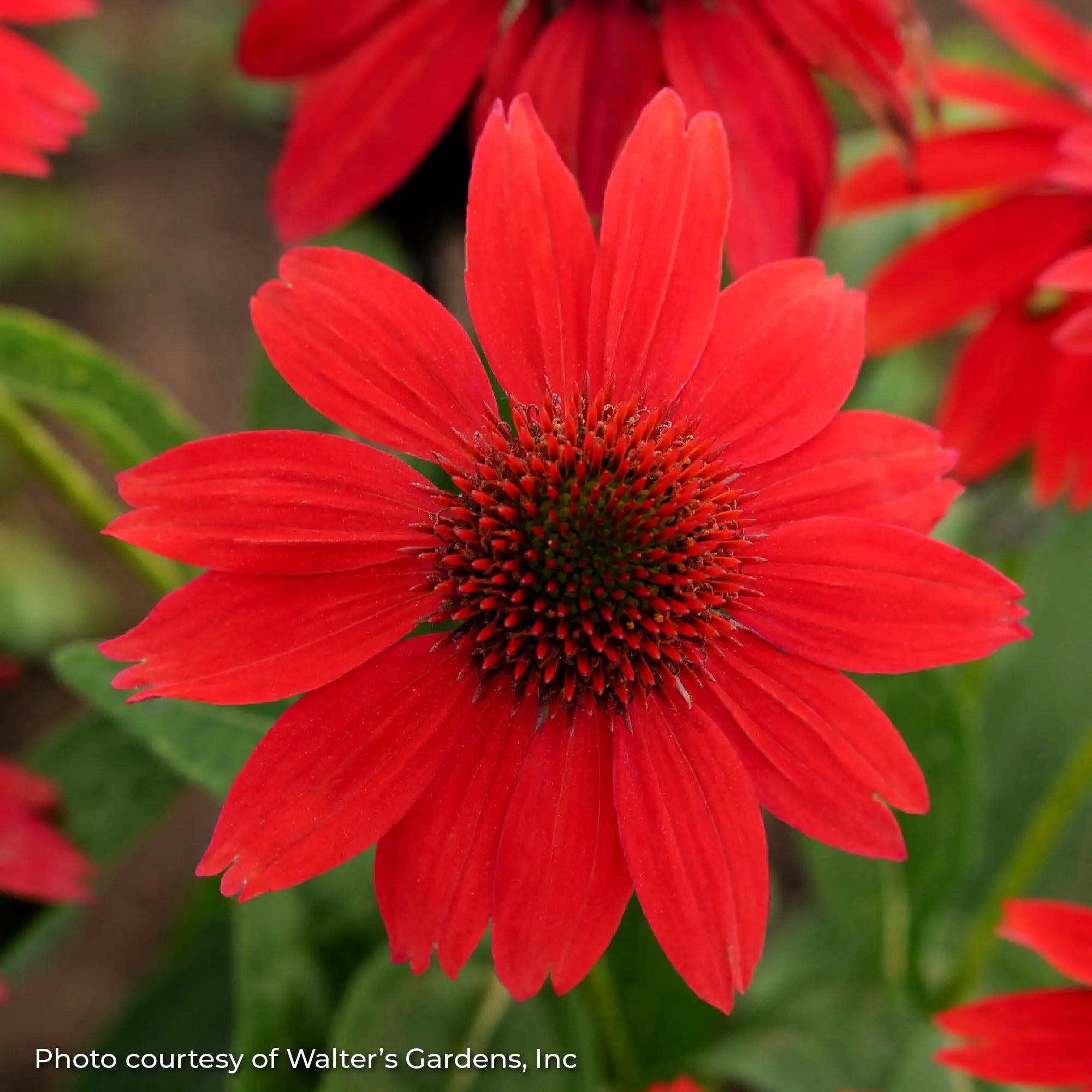 Close-up of Bright Red Coneflower 