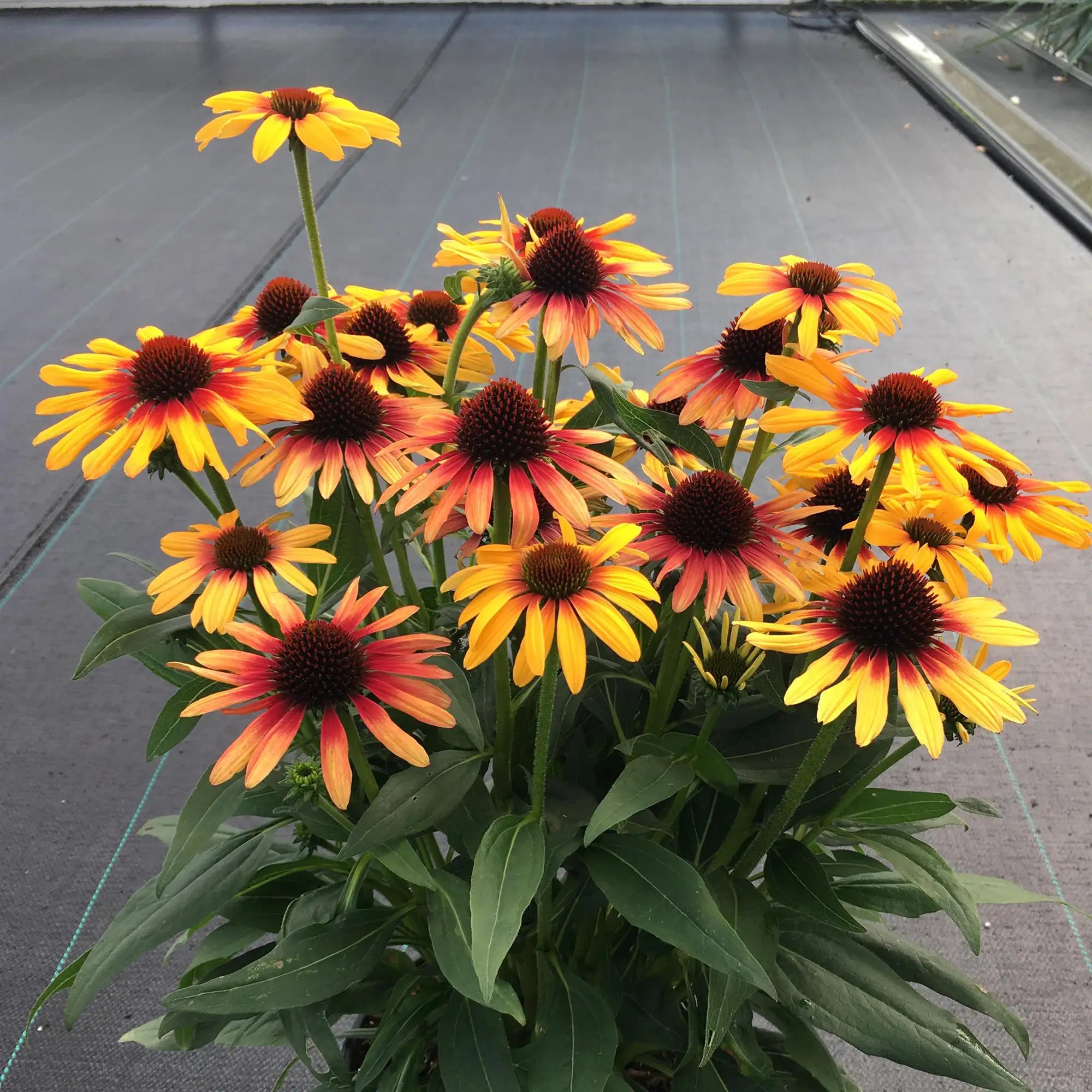 Coneflower SunSeekers® 'Tequila Sunrise'