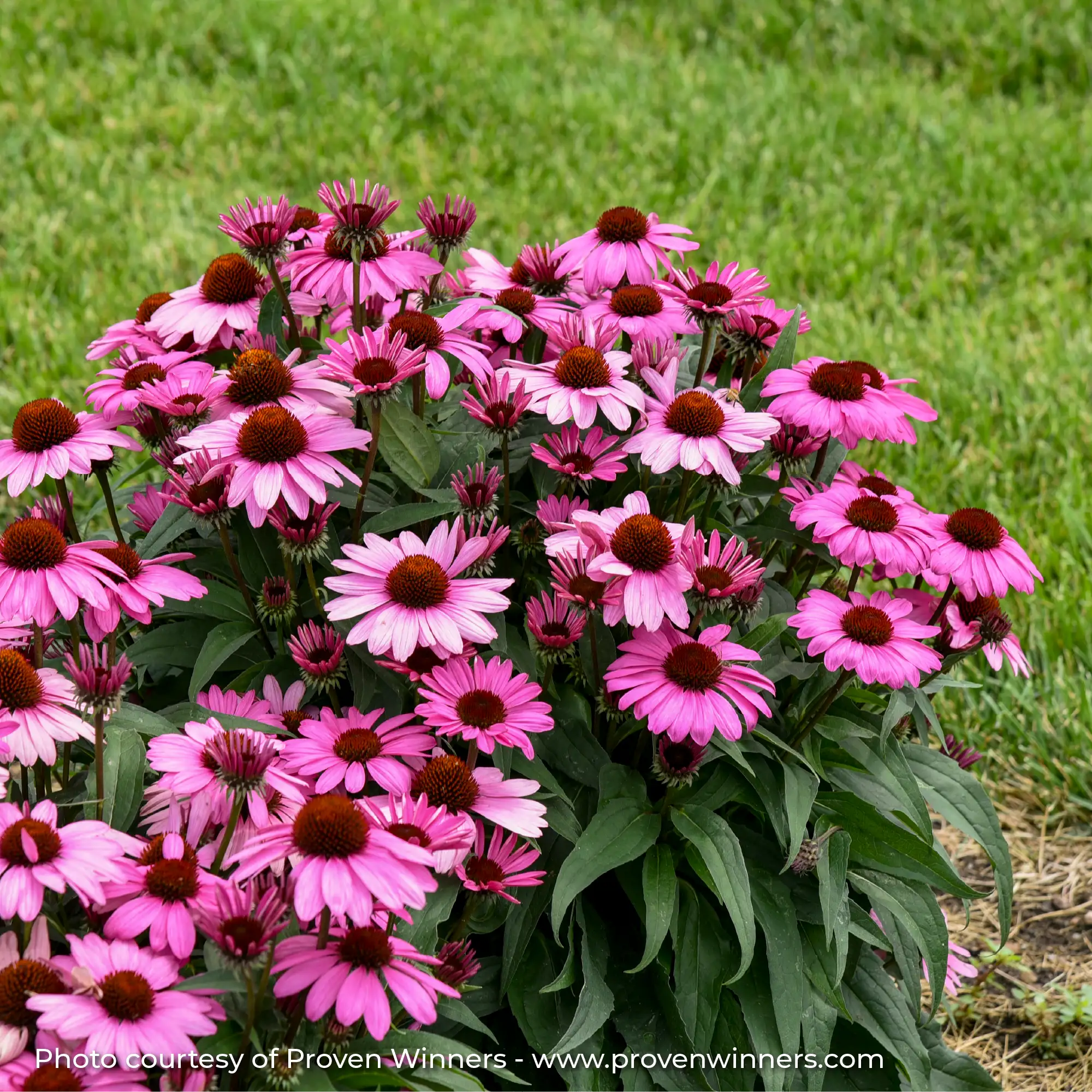Pink Echinacea in garden