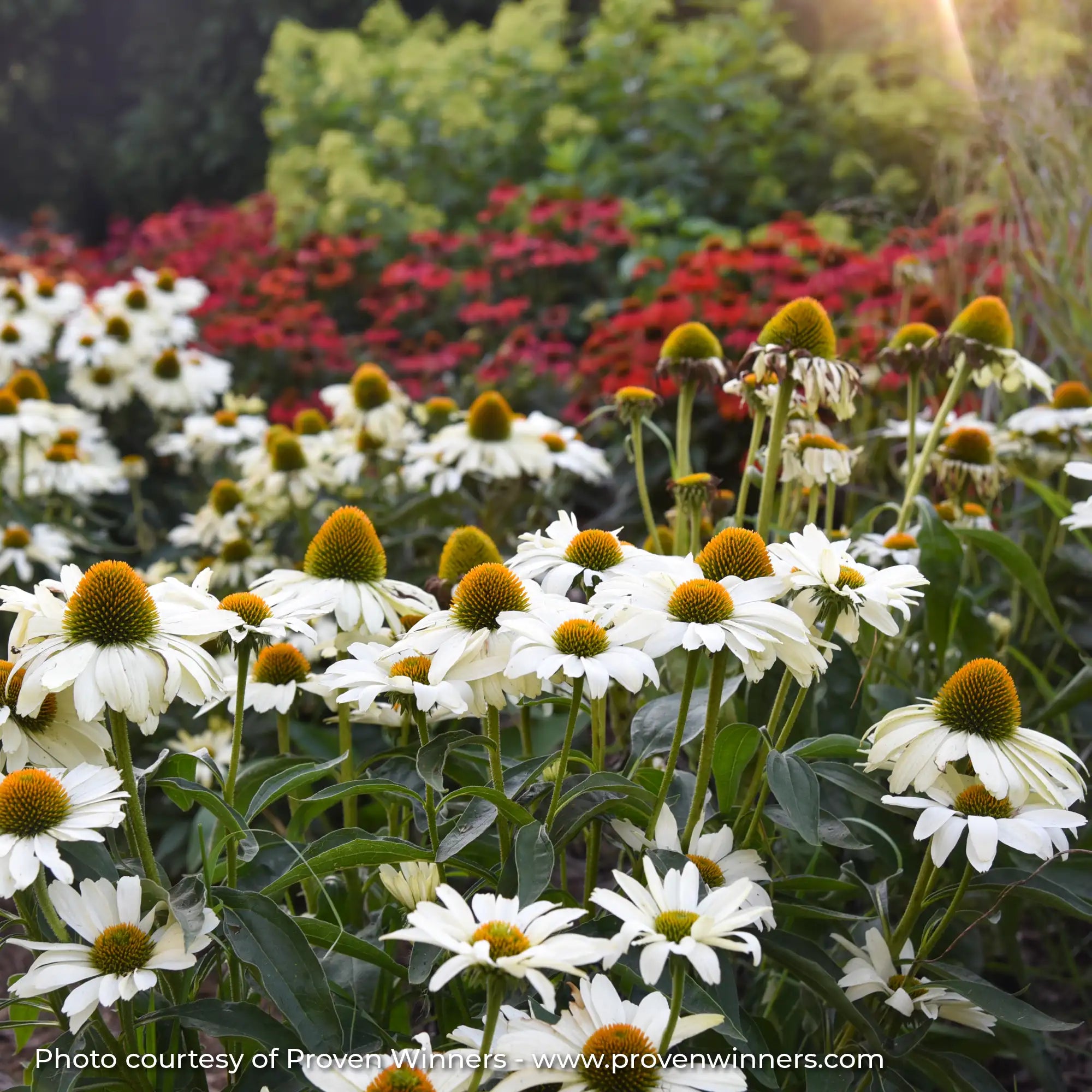 White Echinacea in garden