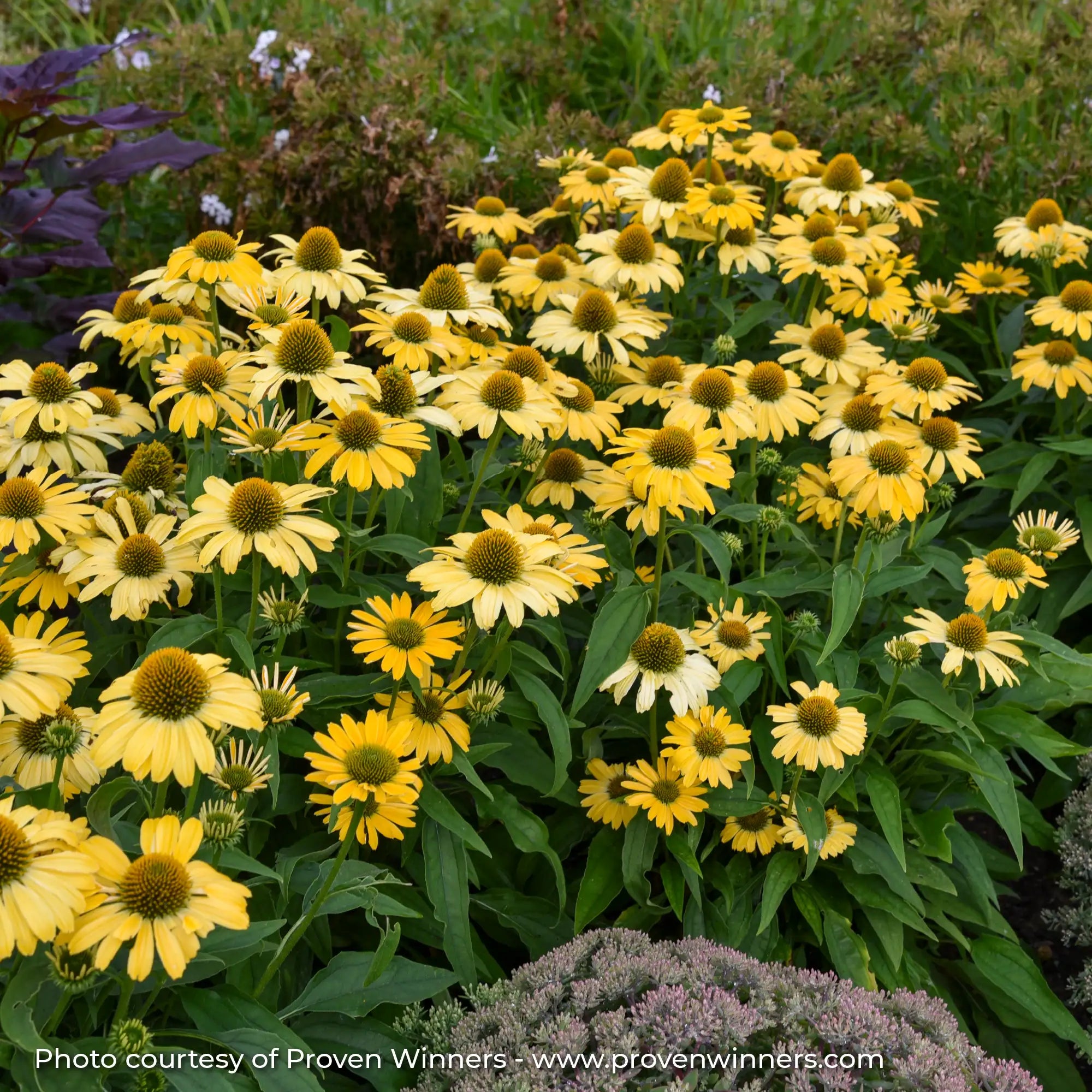 Bright Yellow Echinacea in garden