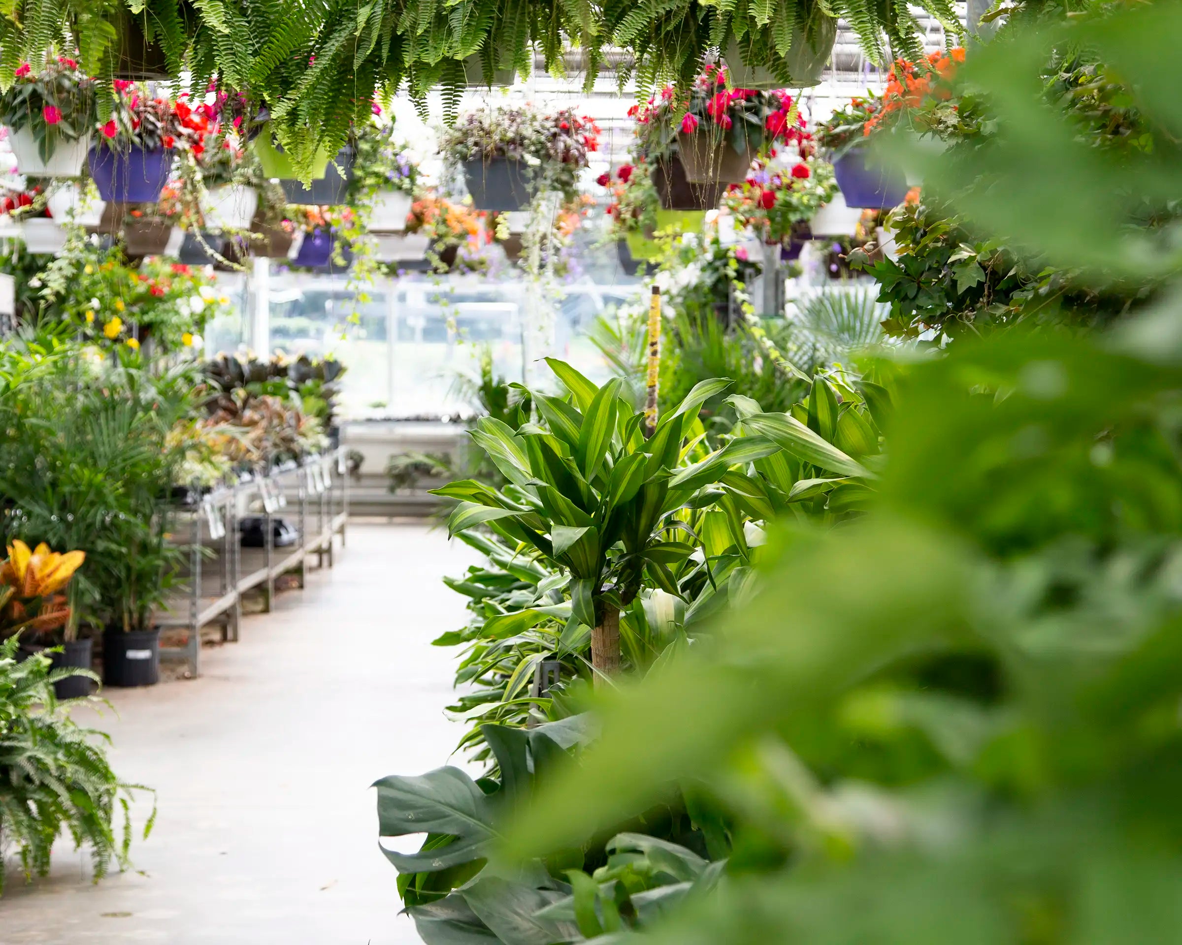 Garden centre filled with houseplants and annuals