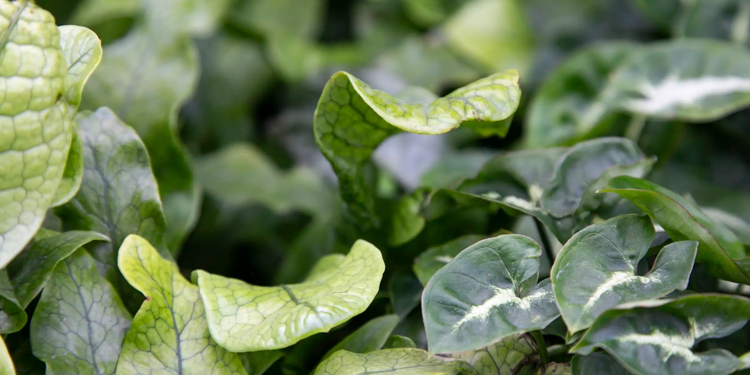 Close-up of green leafy houseplants with a blurred background