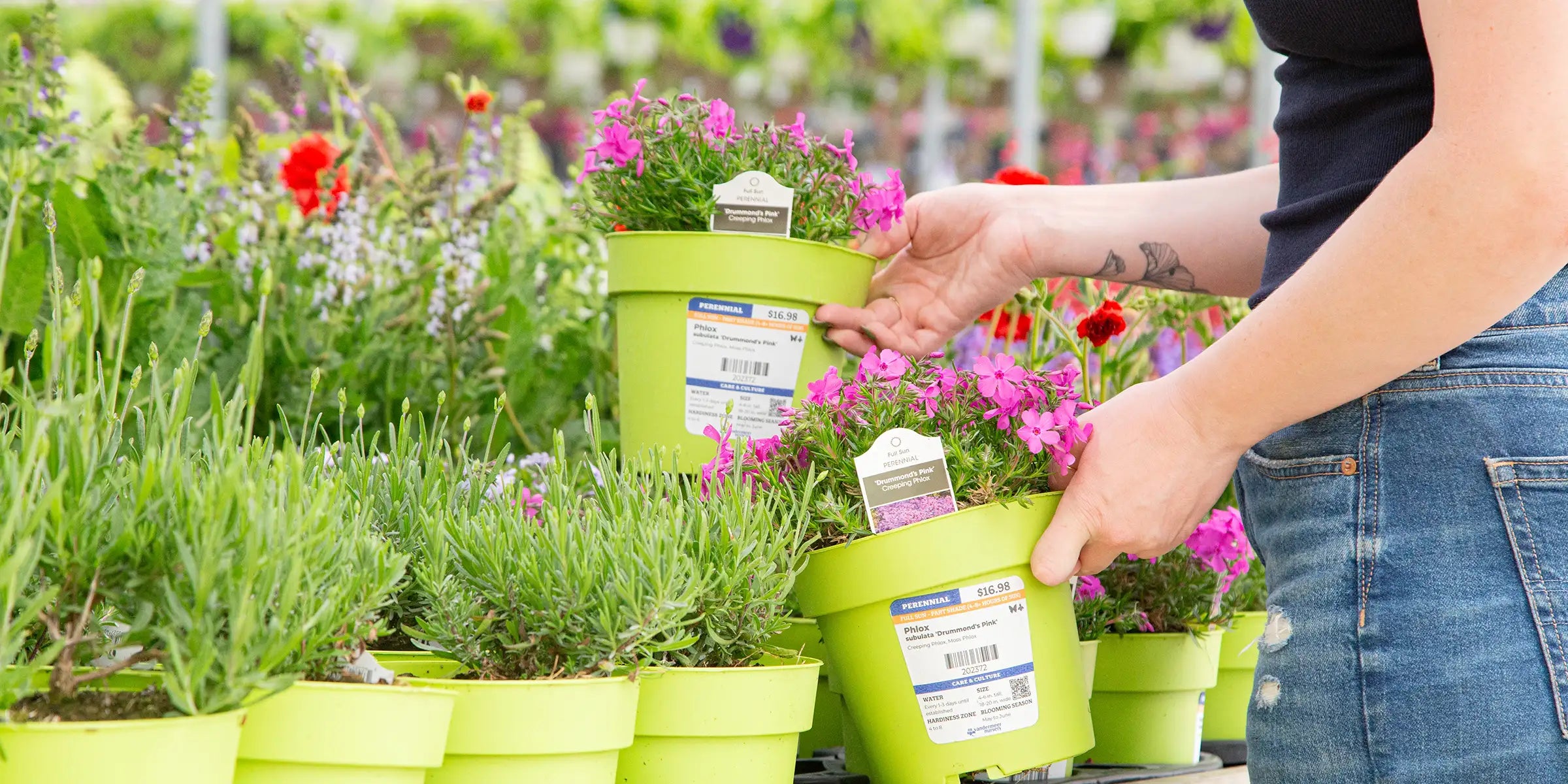 Staff member stocking potted perennials onto table of other plants in a greenhouse setting. 