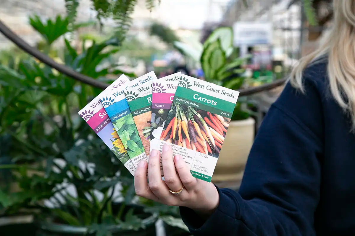 Staff member holding West Country Seeds packets fanned out in a garden centre.