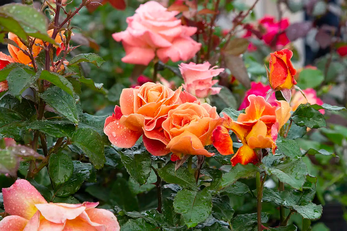 Close-up of orange roses with green leaves and other roses blooming in the background