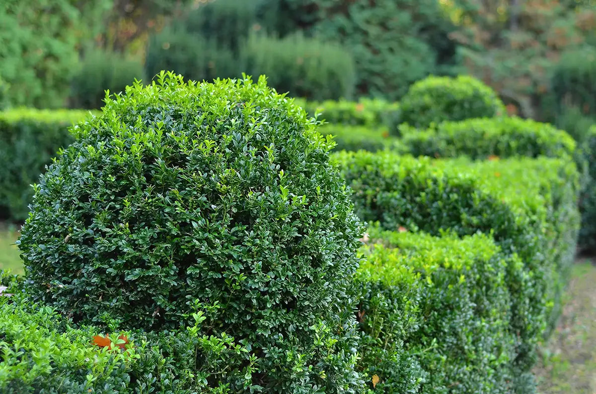 Row of neatly trimmed green boxwod in a garden setting