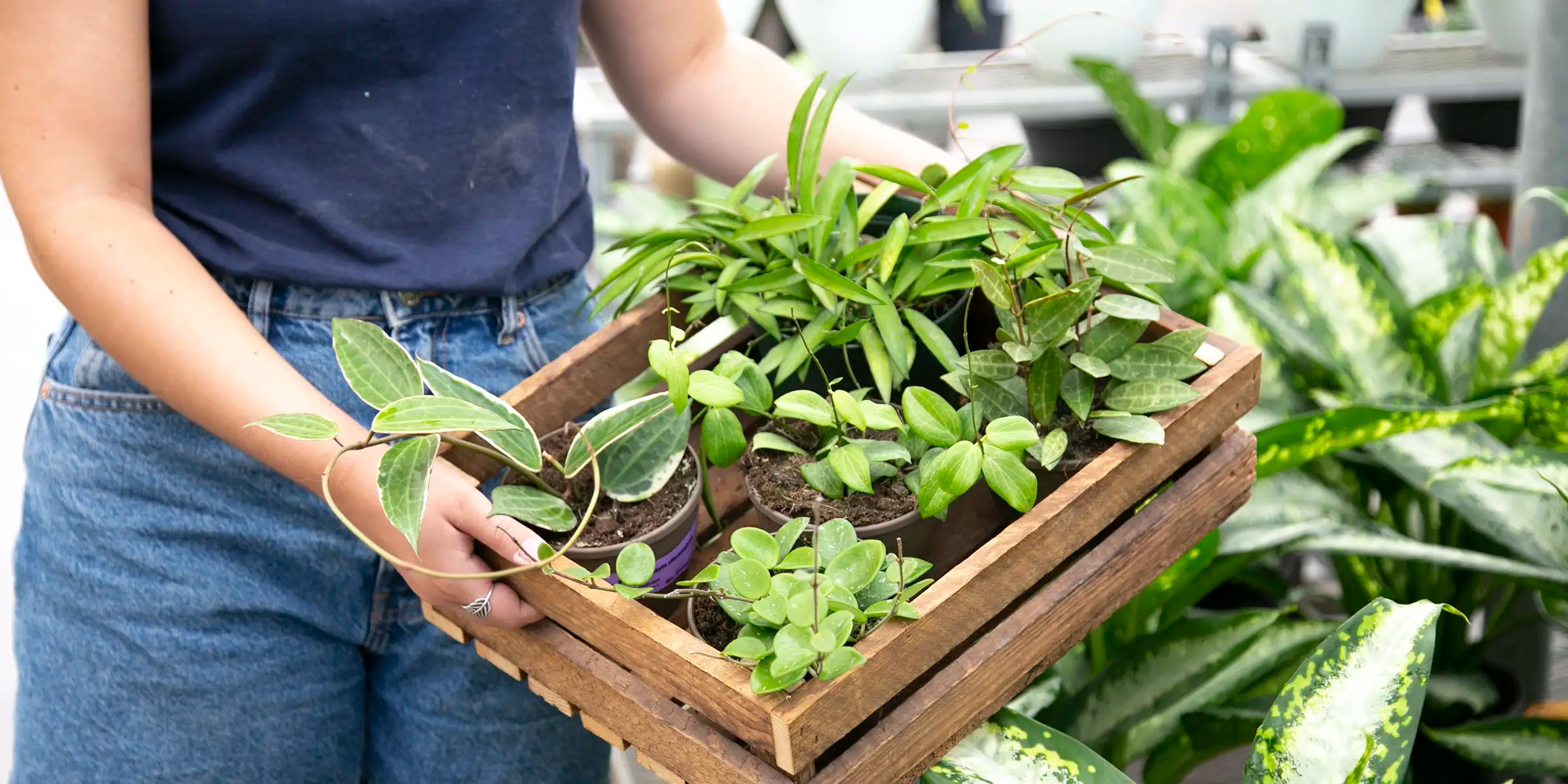 Staff member holding wooden crate of Hoyas in greenhouse with houseplants in background. 