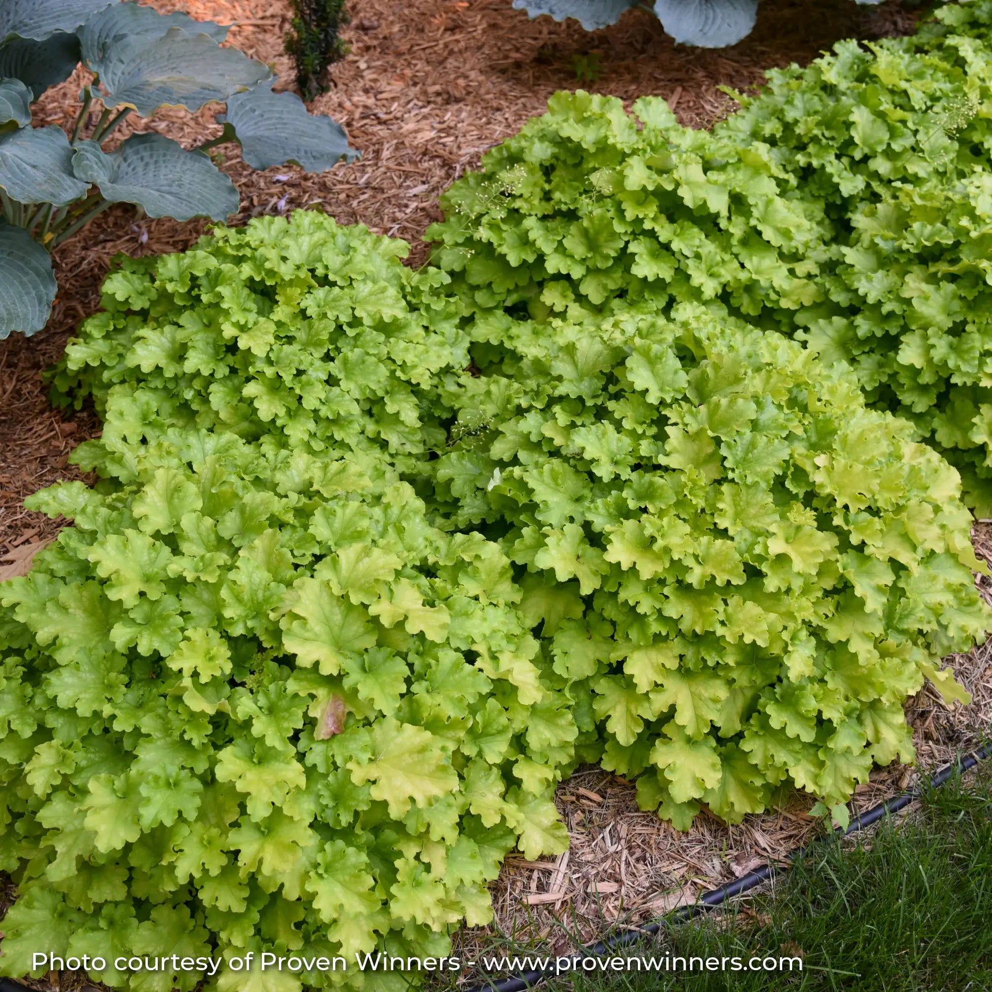 Light Green Coral Bells, Heuchera