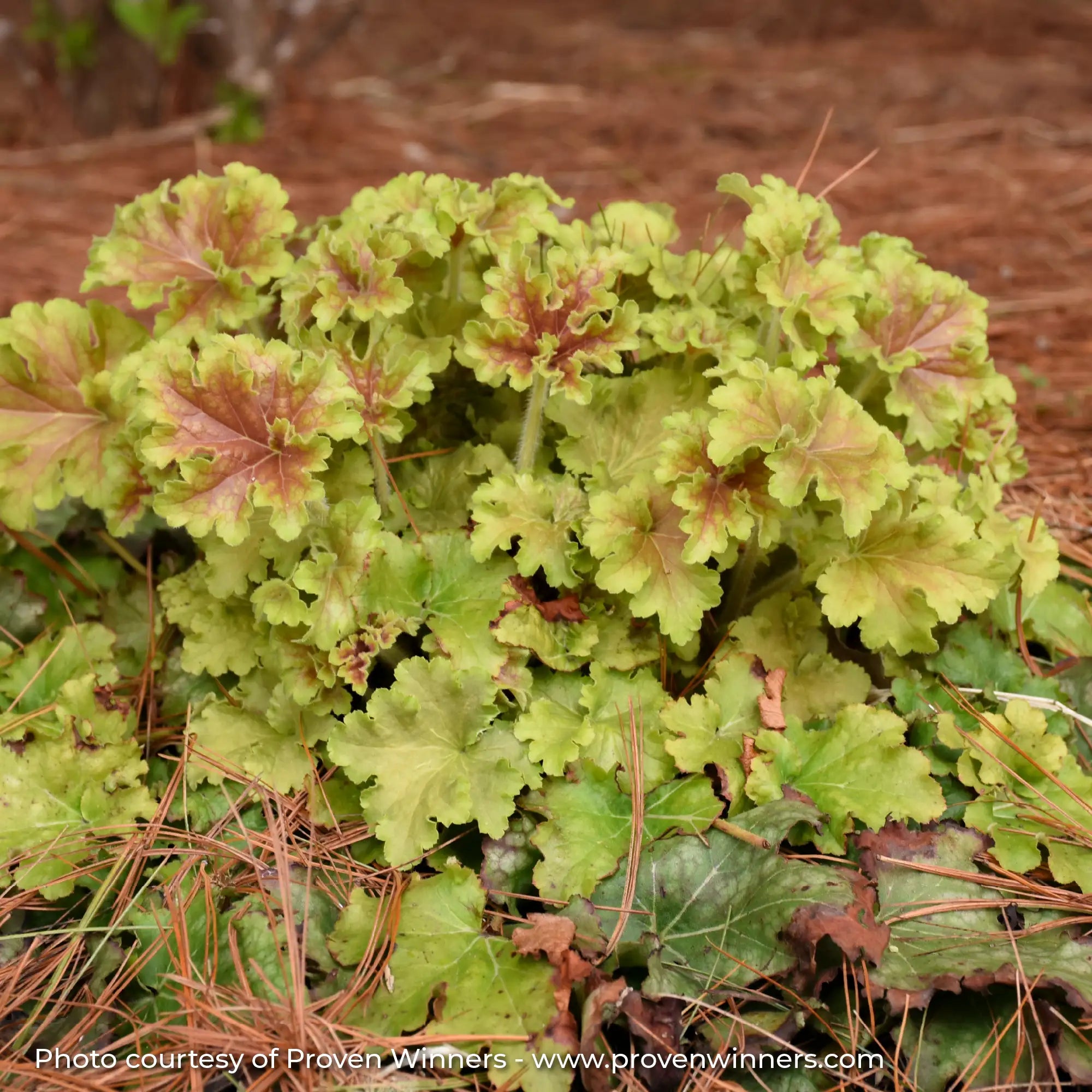 Green Coral Bells with Red Variegation on leaves