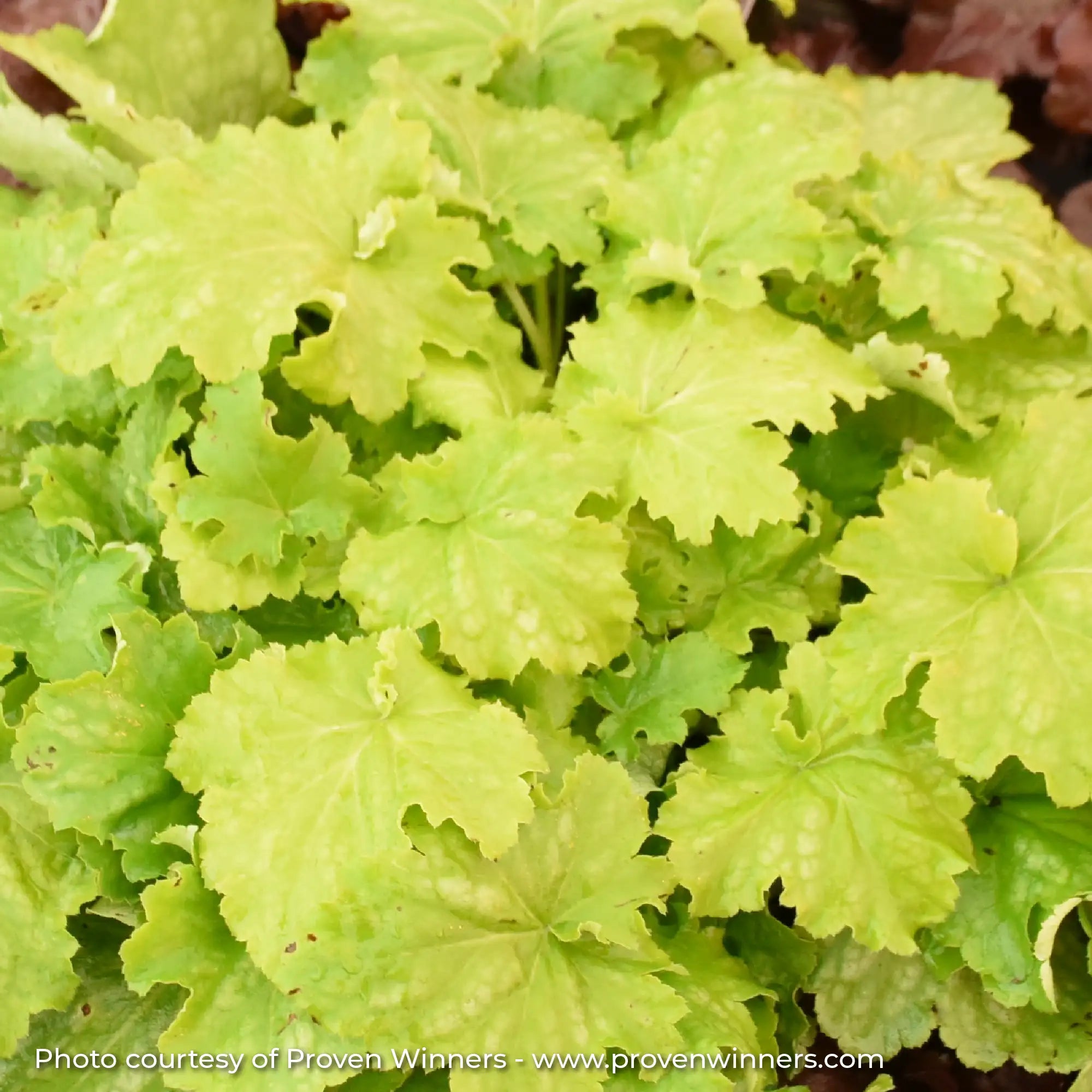 Light green Coral Bells in garden
