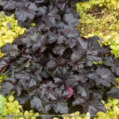 Dark Purple Coral Bells in garden