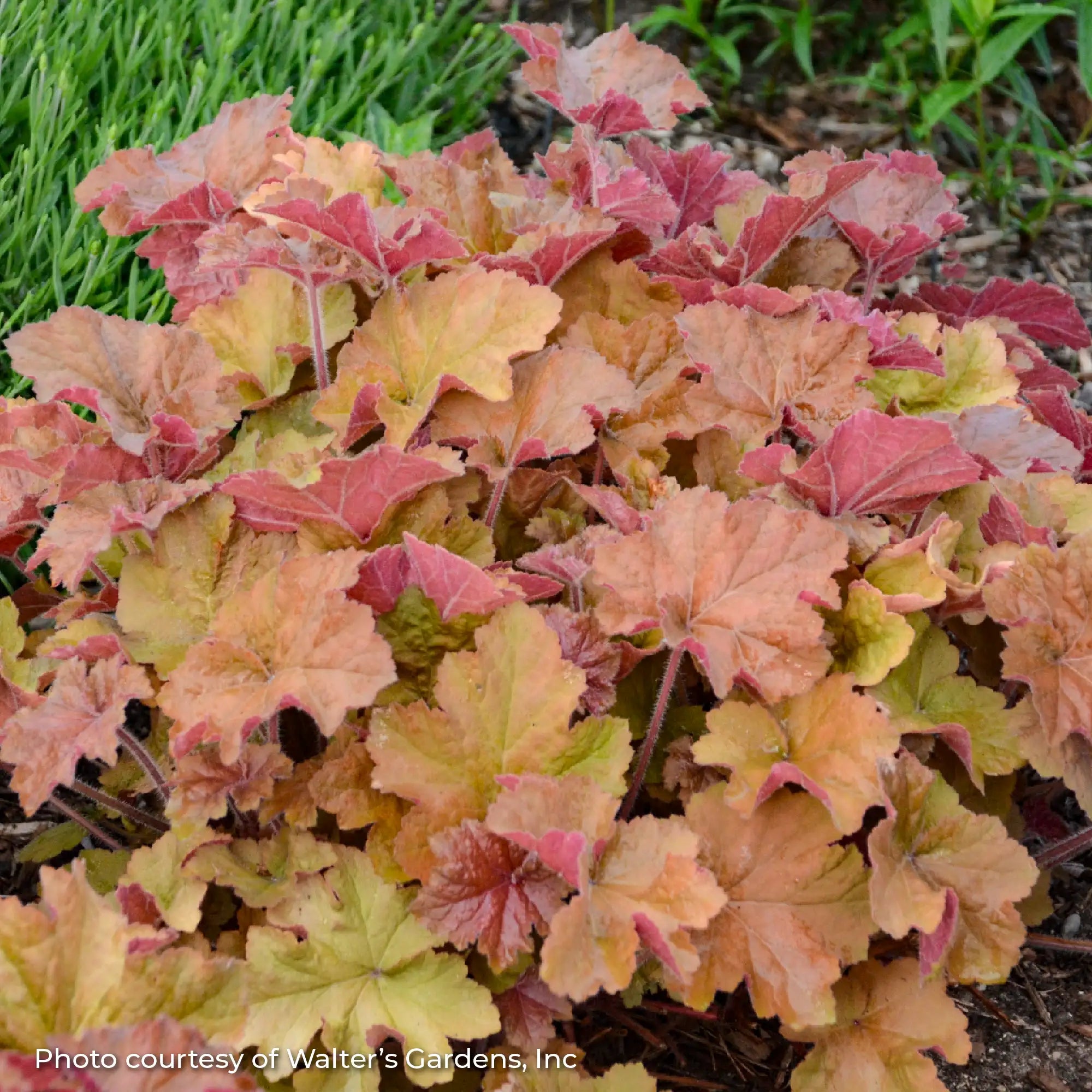 Light Orange Coral Bells in a garden.