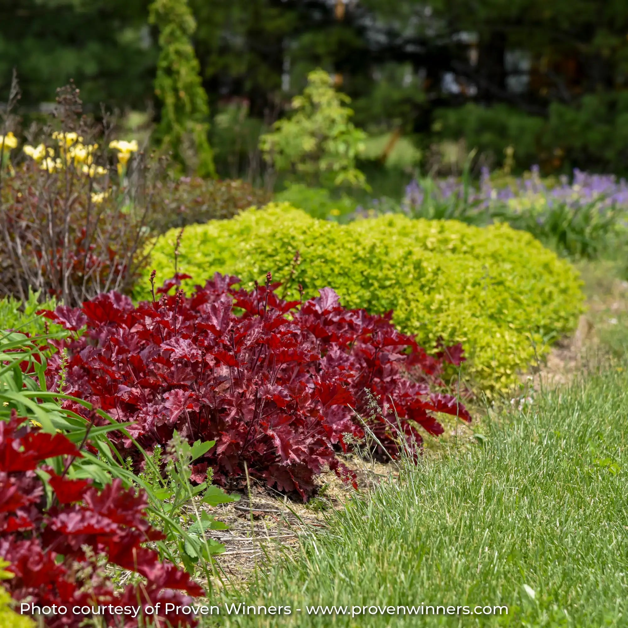 Dark Red Coral Bells in garden