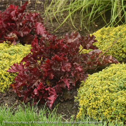 Dark Red Coral Bells in garden