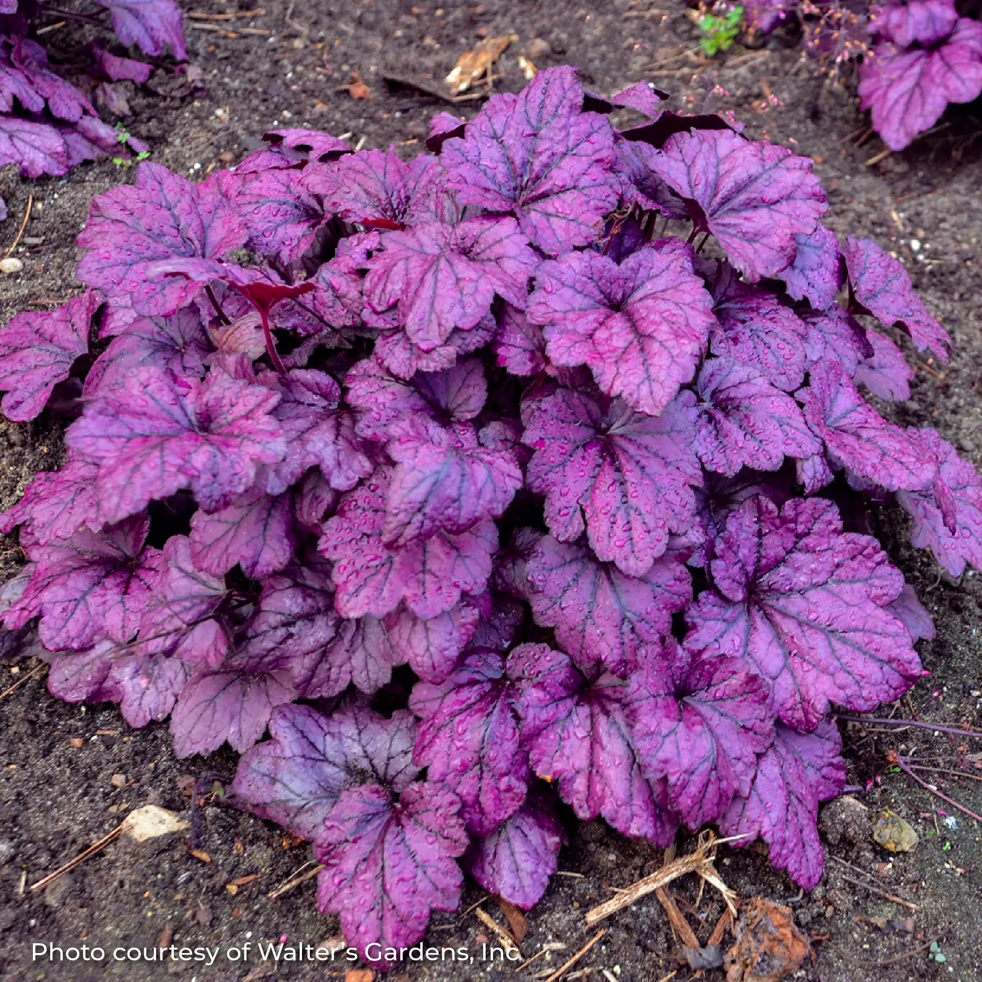 Vibrant Purple Coral Bells in a garden.