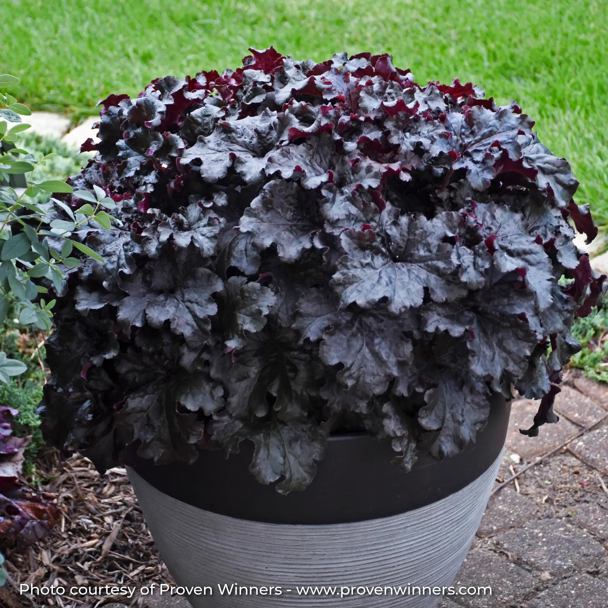 Black Coral Bells in pot