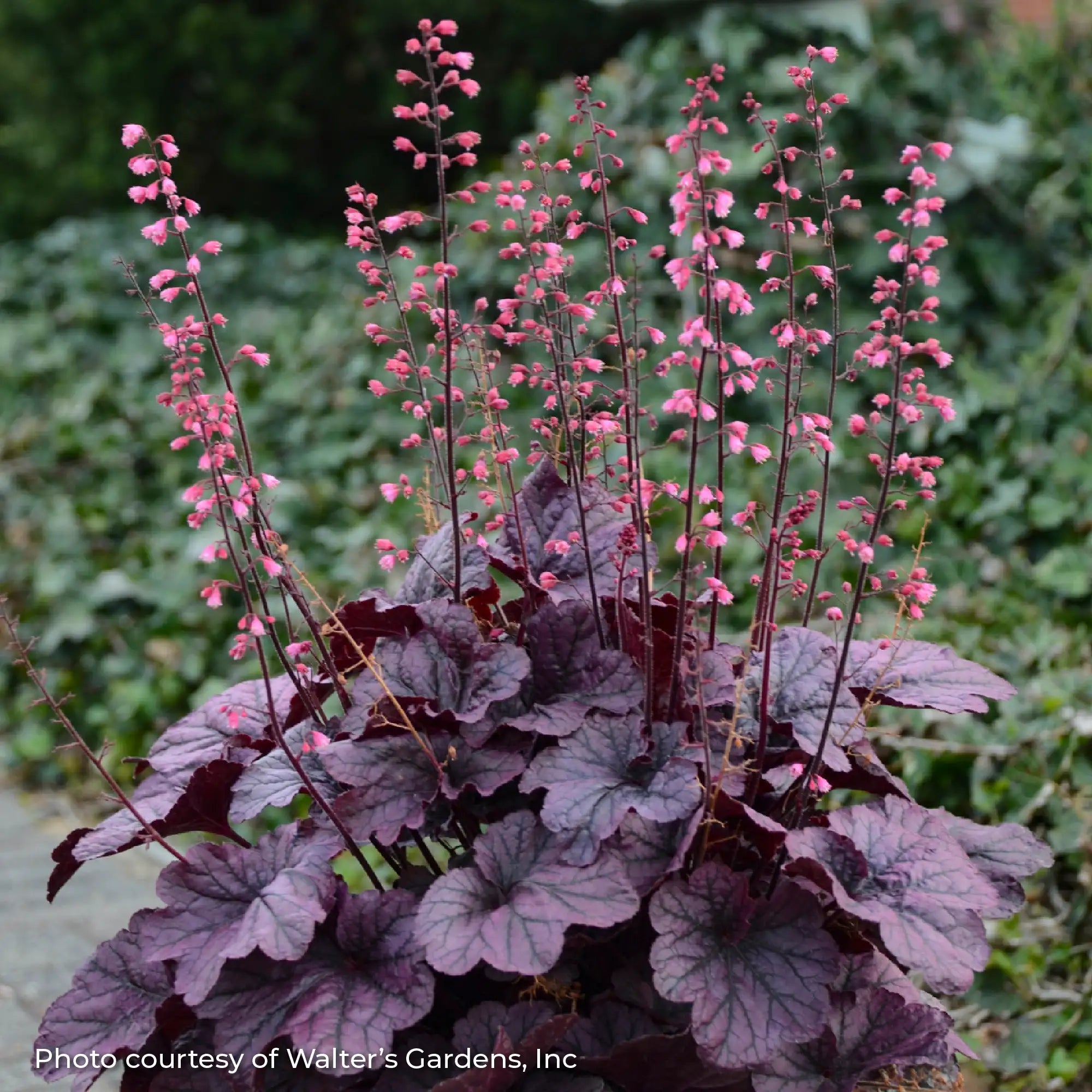 Dark Purple Coral Bells with Pink flowers in a garden.