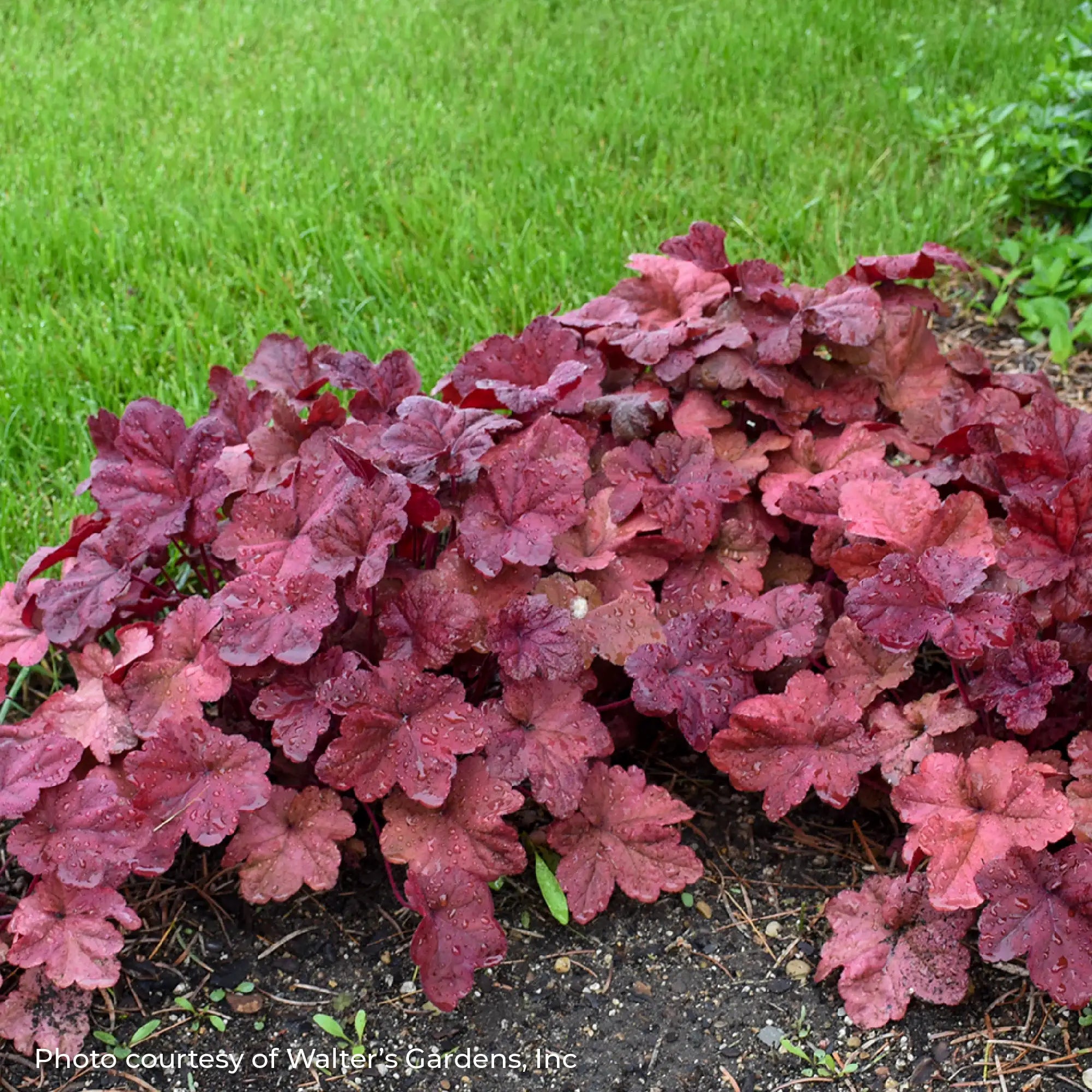 Dark Red Coral Bells in a garden.