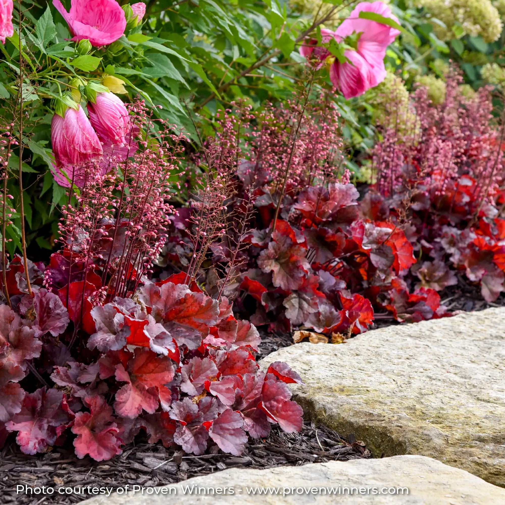 Dark Red Coral Bells with pink flowers in garden