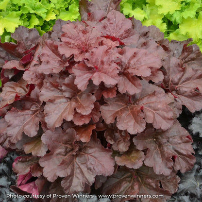 Dark Red Coral Bells in garden