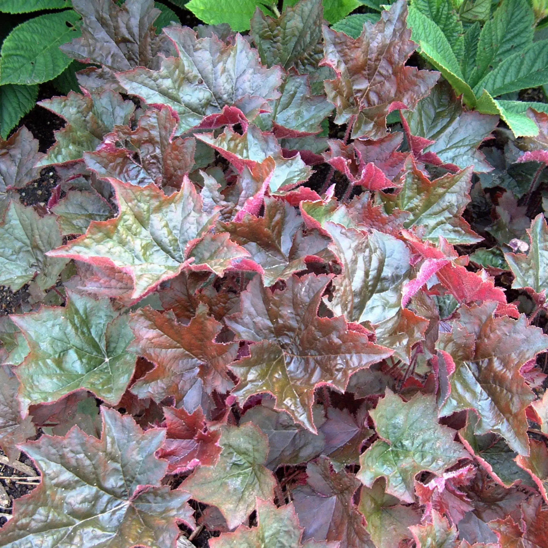 Close-up of Greenish- Brown leaf Coral Bells, also known as Heuchera, in a garden. 