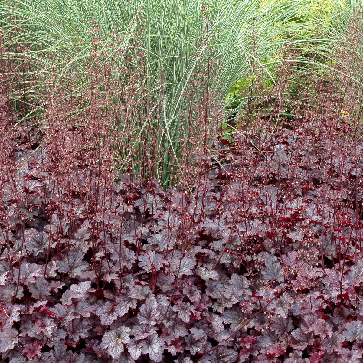 Dark Purple Leaf Coral Bells, also known as Heuchera, with tall pink and white flowers in a garden. 