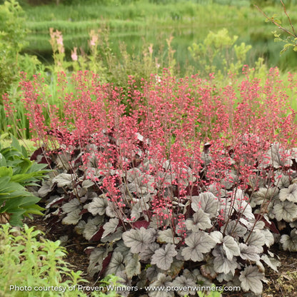 Silver Coral Bells with pink flowers in garden