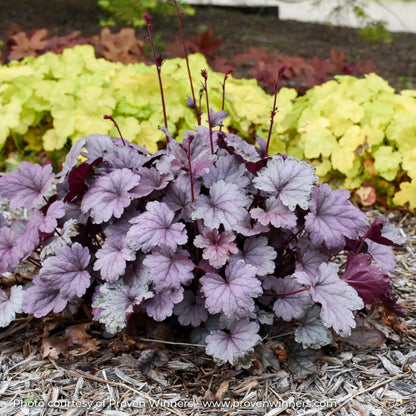 Silver Coral Bells in garden