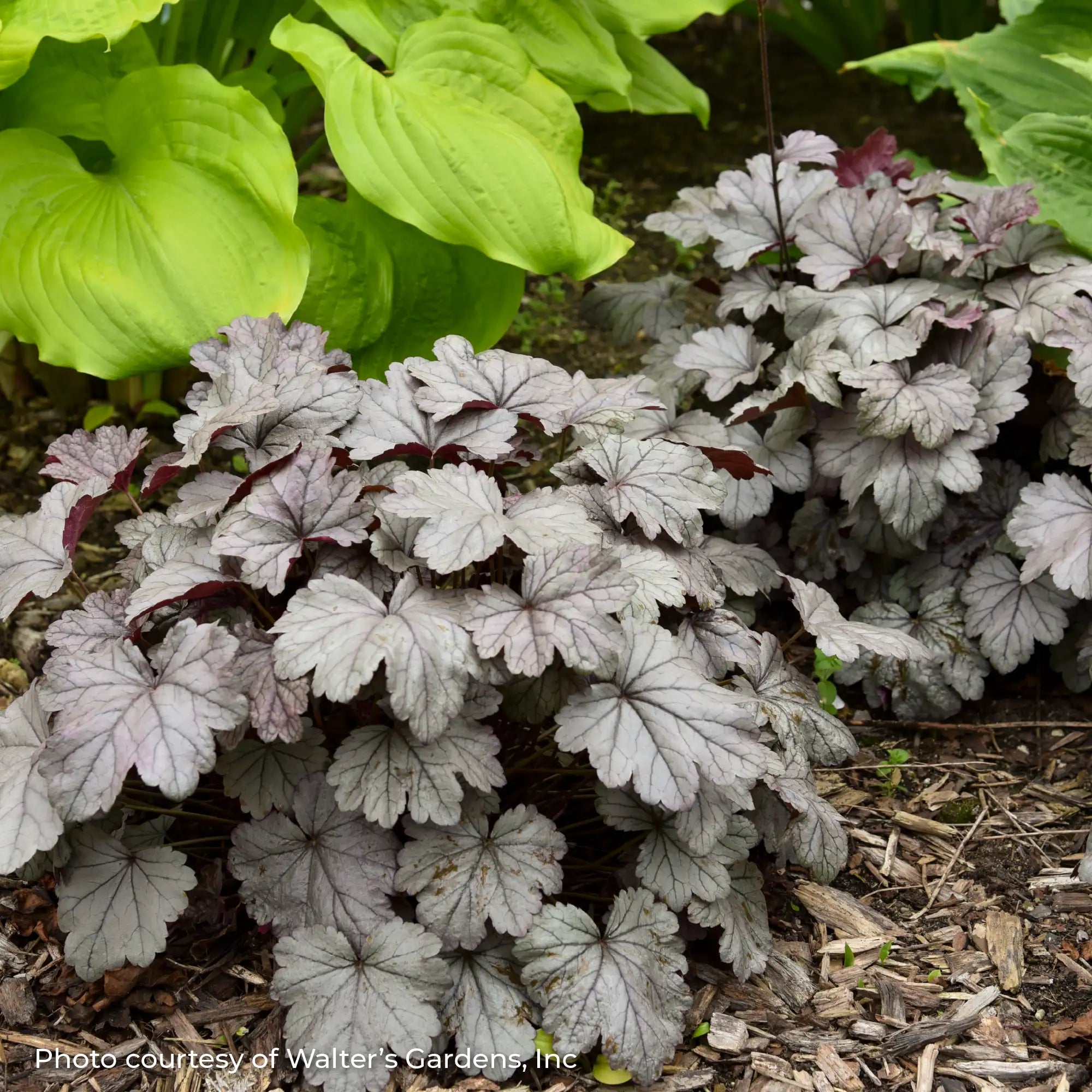 Silver Coral Bells in a garden.
