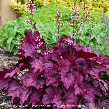 Light Purple Coral Bells with pink flowers in garden