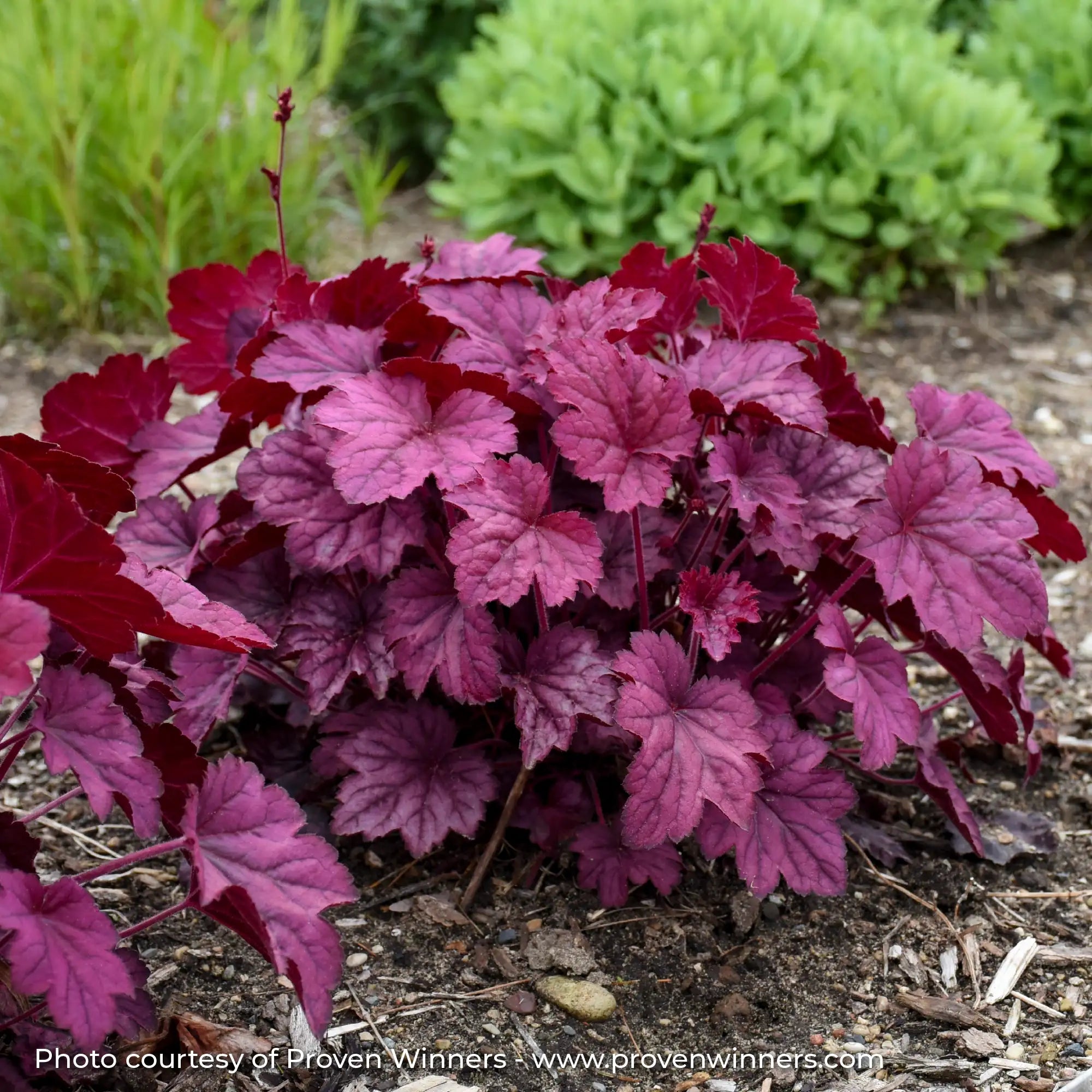 Light Purple Coral Bells in garden
