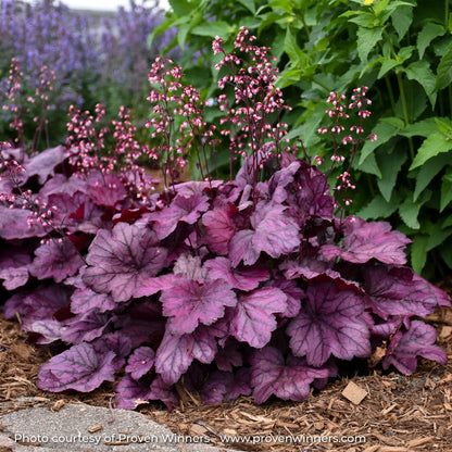 Light Purple Coral Bells with pink flowers in garden