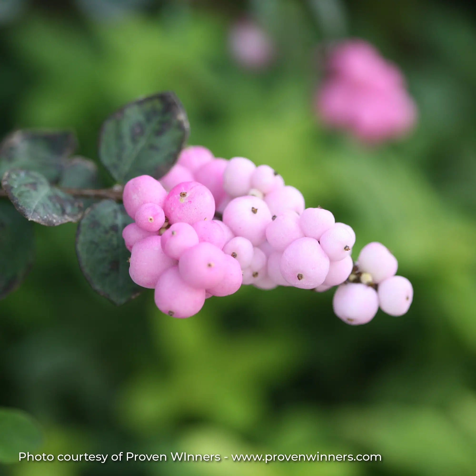 Coralberry 'Proud Berry®'