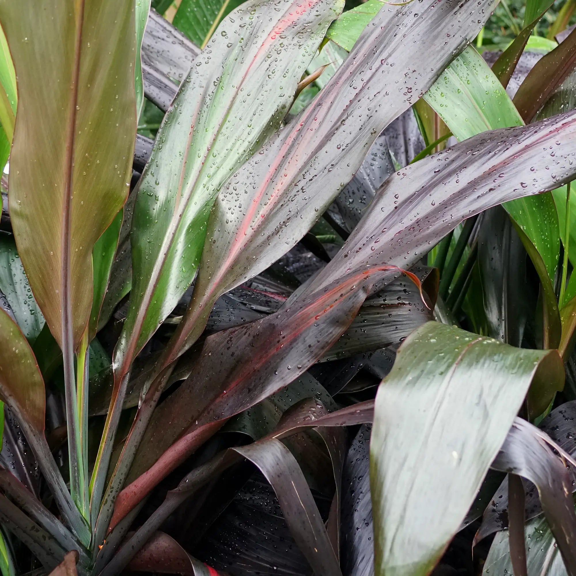 Cordyline 'Caruba Black'