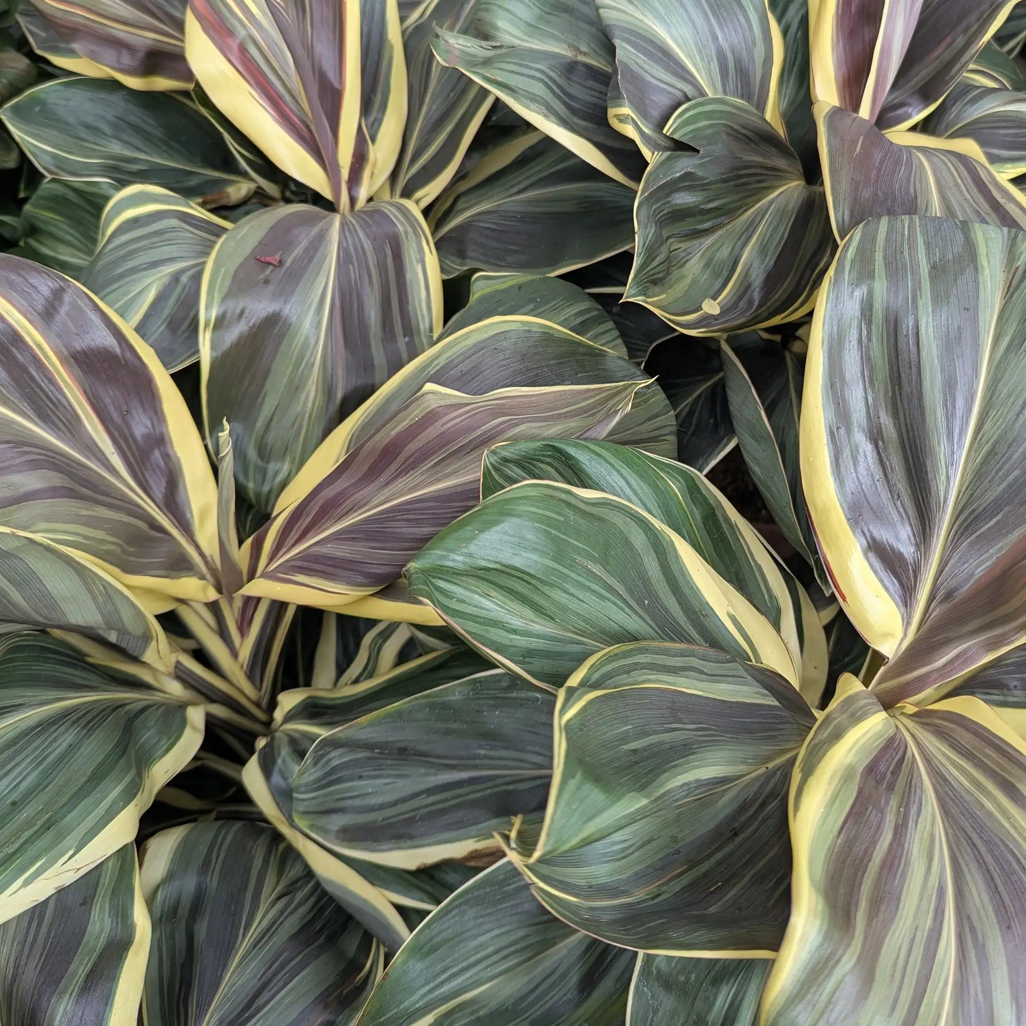Cordyline 'Chocolate Queen'