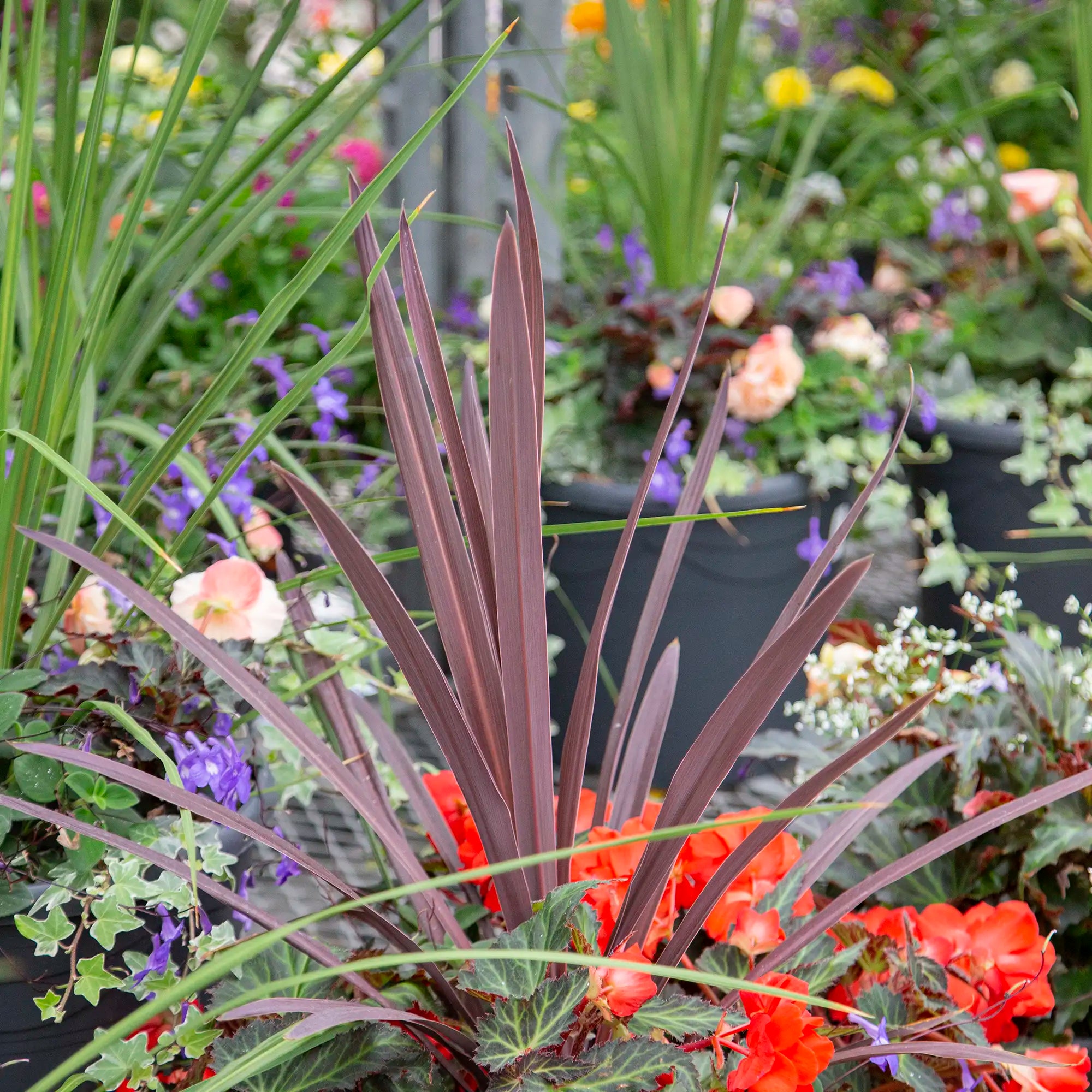 Cordyline 'Red'