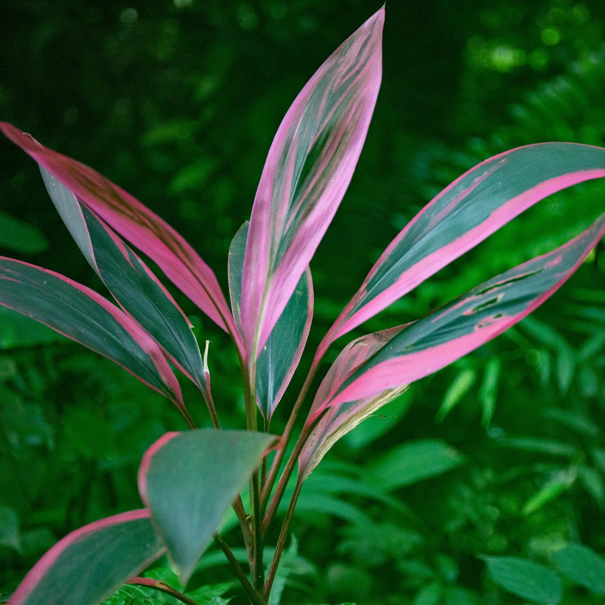 Cordyline 'Red Beryl'