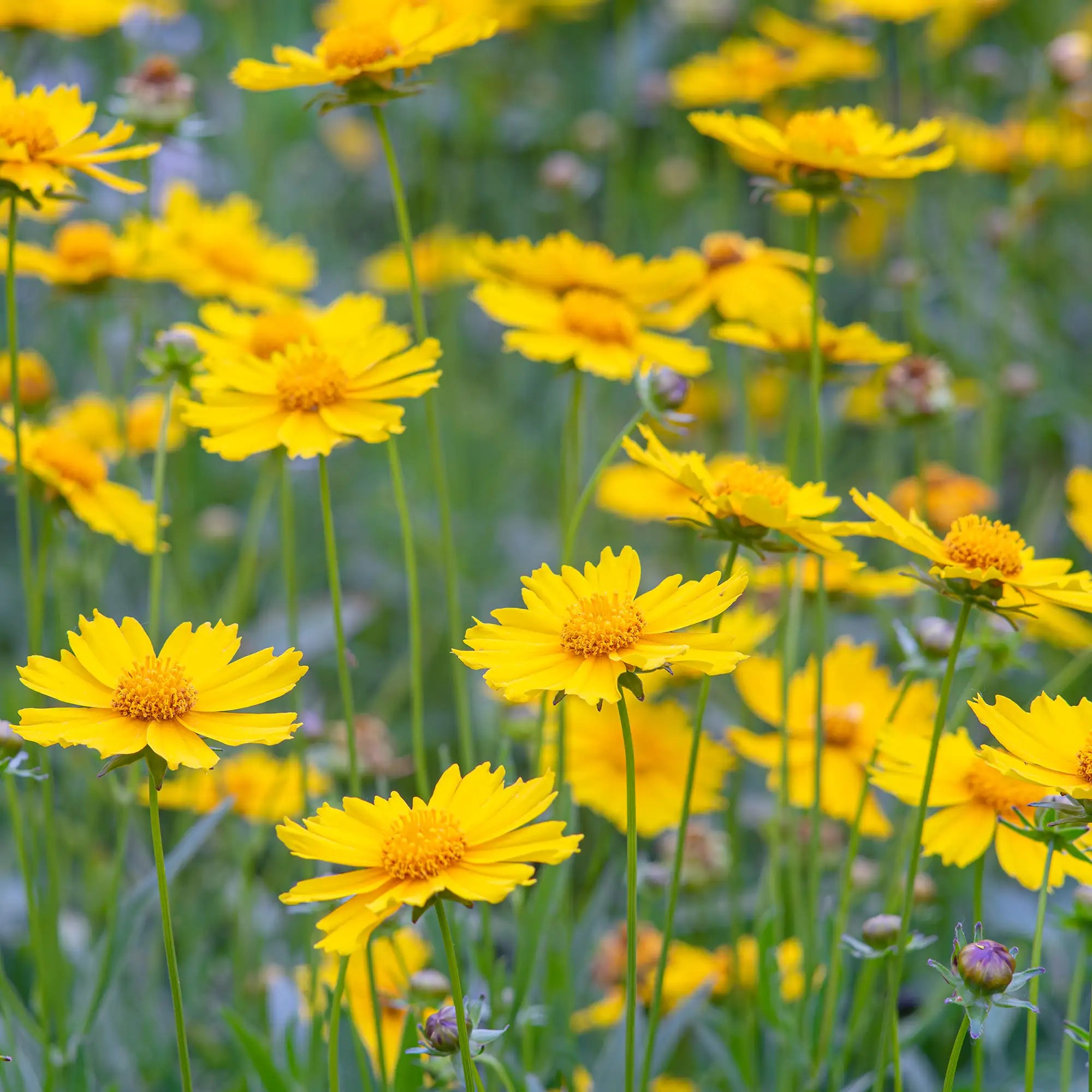 Tickseed Lanceleaf
