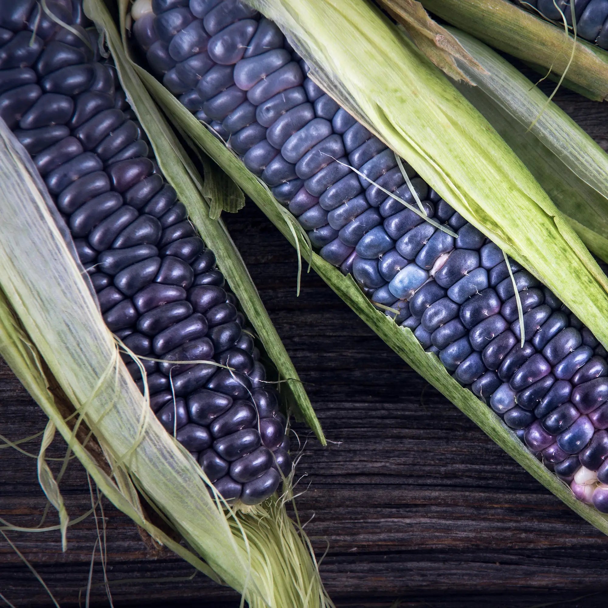 Corn 'Jade Blue'