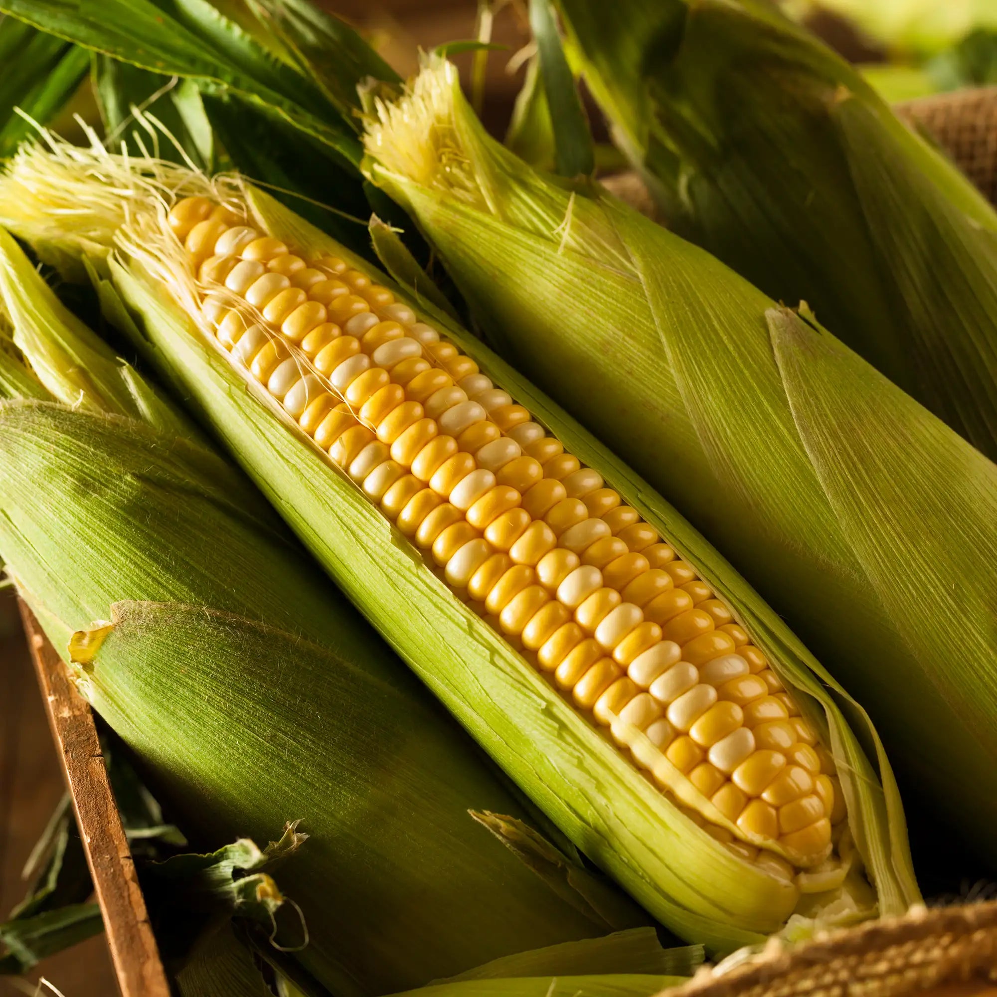 Corn Yellow