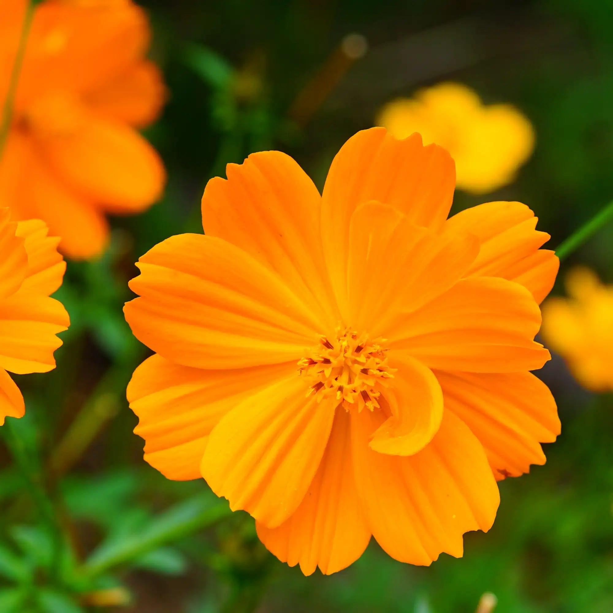 Cosmos 'Cosmic Orange'