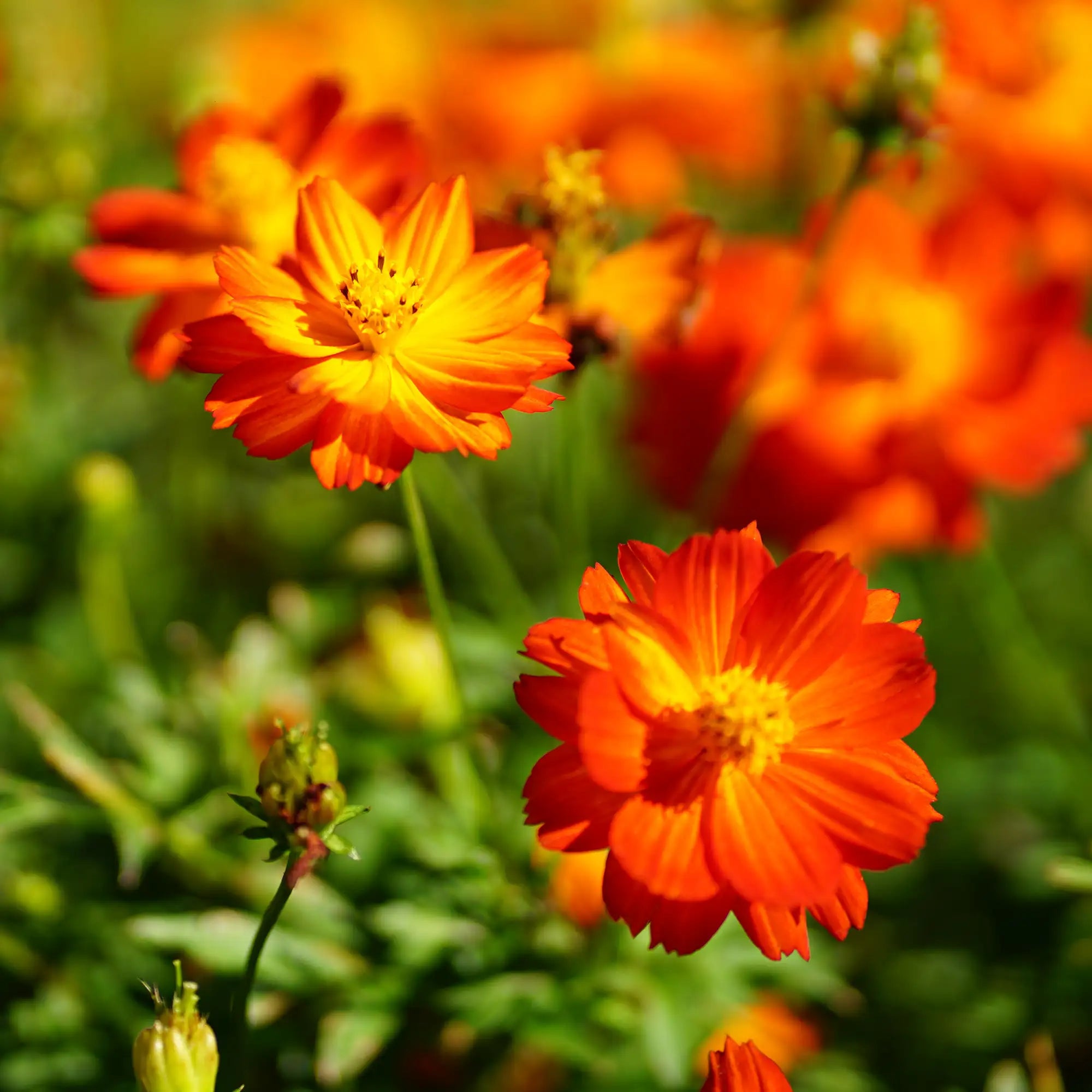 Cosmos 'Cosmic Red'