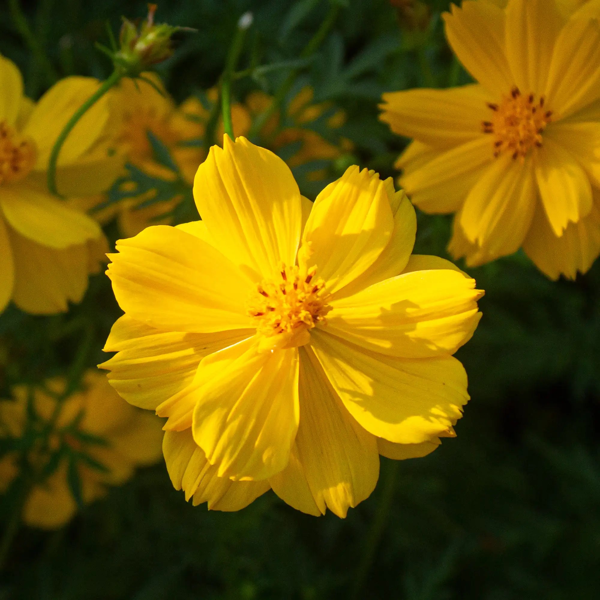 Cosmos 'Cosmic Yellow'